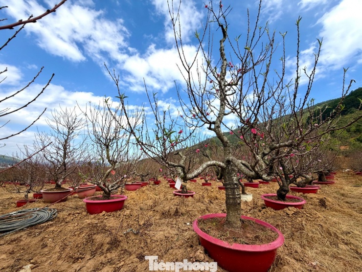 Ông Toàn cho hay, đào năm nay sinh trưởng khá tốt nhưng thời tiết diễn biến thất thường, nắng lạnh đan xen khiến người trồng phải tính toán rất kỹ. "Chỉ cần tuốt lá sớm hay muộn vài ngày là hoa nở lệch Tết, coi như mất mùa", ông Toàn nói.