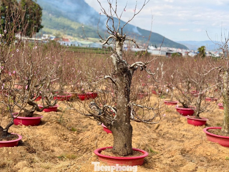 "Giá bán tại vườn năm nay cơ bản ổn định, dao động từ 1,2-5 triệu đồng/gốc, tùy tuổi cây và thế dáng. Hiện vườn đã có nhiều khách đã đặt mua và thuê từ sớm", ông Toàn chia sẻ.