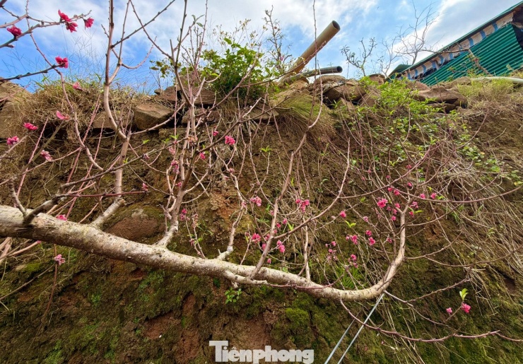 Mùa mưa kéo dài, kèm nhiều đợt không khí lạnh buộc người trồng phải liên tục 'hãm' hoặc 'thúc' đào bằng cách điều chỉnh nước tưới, che nắng, giữ ẩm.