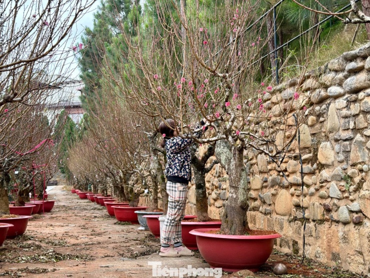 Ghi nhận tại một nhà vườn ở phường Xuân Hương - Đà Lạt, không khí chăm sóc đào Tết đang vào cao điểm, nhộn nhịp từ sáng sớm đến chiều muộn.
