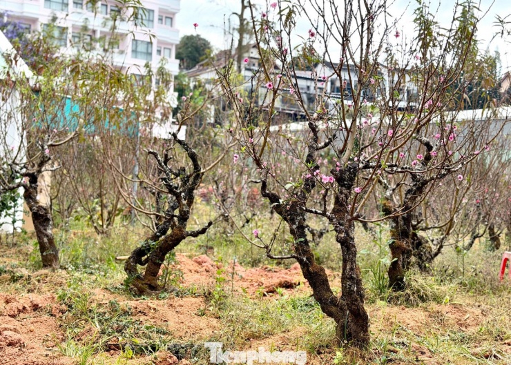 Tại khu vực Đà Lạt, nhiều nhà vườn cũng đang bước vào giai đoạn cao điểm chăm sóc đào Tết.