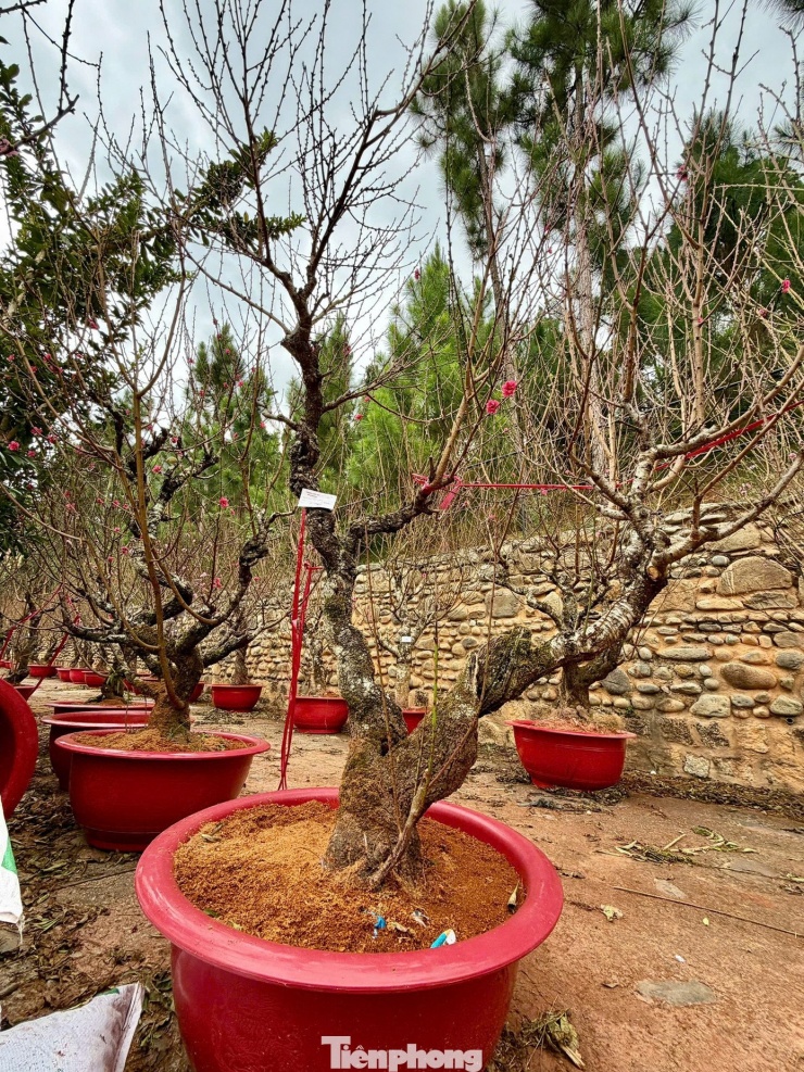 Người trồng đào Tết 'nín thở' canh thời tiết, canh hoa nở - 12