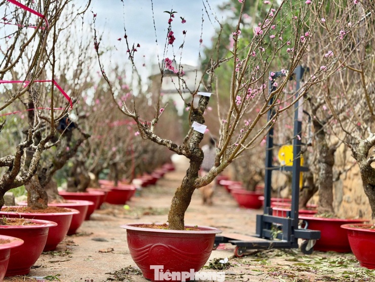 Ông Bùi Văn Sang - chủ một vườn đào - chia sẻ, thời tiết thất thường buộc người trồng phải vận dụng kinh nghiệm, kỹ thuật để đào nở đúng Tết. Hiện hàng trăm gốc đào đã được khách đặt thuê với giá 3-10 triệu đồng/gốc.