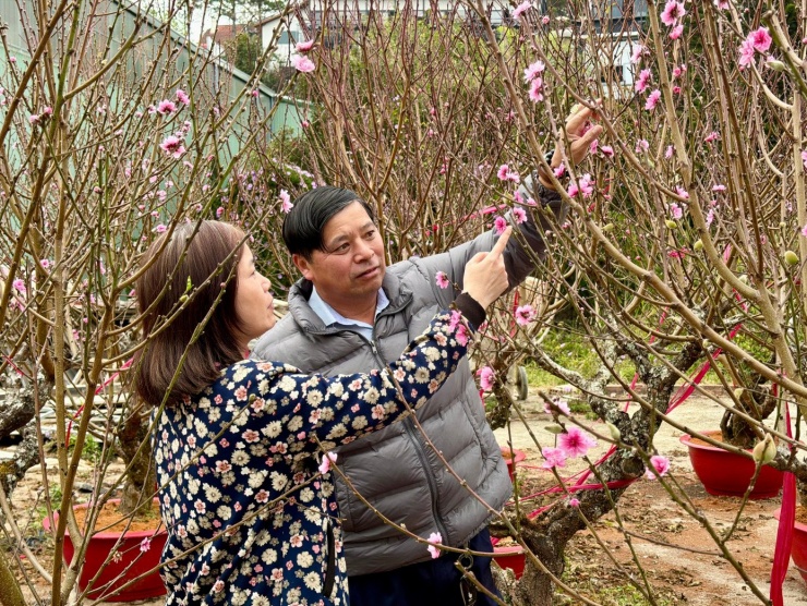 Khách tham quan, chọn mua và đặt thuê đào tại vườn.