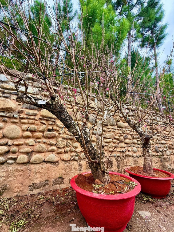 Những cây đào được khách chọn mua sẽ được ông Sang đánh dấu bằng giấy.