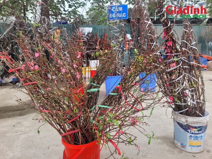 Tại phố Tân Mai, đào rừng được kết thành bó hoặc cành to, giá bán cũng khác nhau với mức giá công khai là là 120.000 đồng/bó nhỏ.