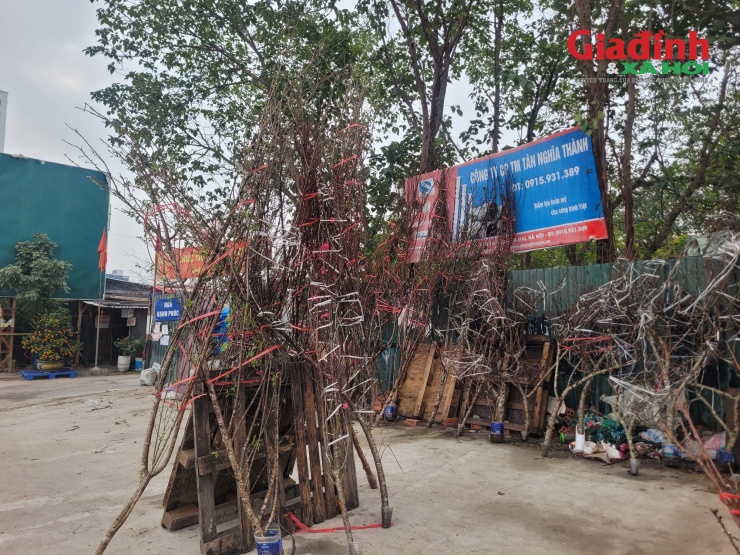 ghi nhận của phóng viên tại một số tuyến phố trên địa bàn TP Hà Nội cho thấy, bên cạnh đào Nhật Tân quen thuộc, đào rừng từ các tỉnh vùng cao tiếp tục "xuống phố". Ảnh: Khánh Dương