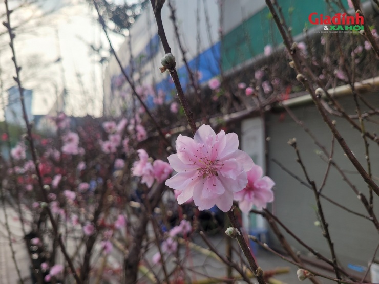 Theo tiểu thương, tùy theo nhu cầu và sở thích của người chơi mà người mua sẽ ưu tiên chọn đào phai (nguồn gốc Tây Bắc) hoặc đào Nhật Tân.