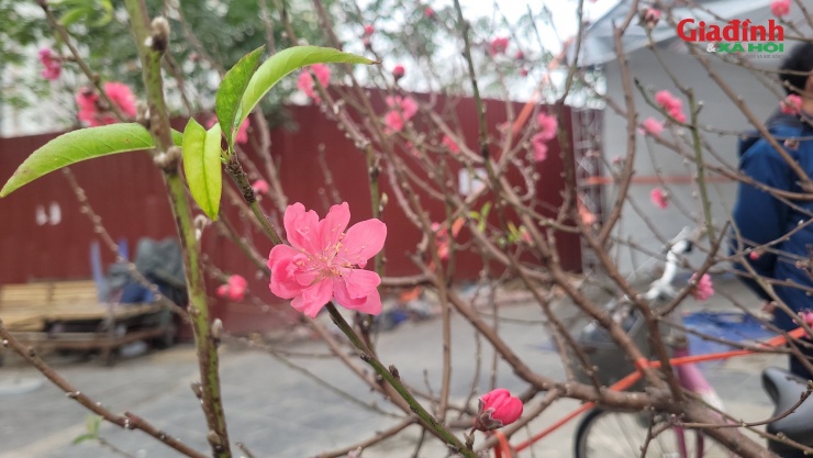 Những gốc đào rừng dáng cổ thụ, thân to, thế đẹp, được chăm sóc kỹ có thể được rao bán với giá vài triệu đồng, thậm chí cao hơn nếu hoa nụ đều và dáng độc lạ.