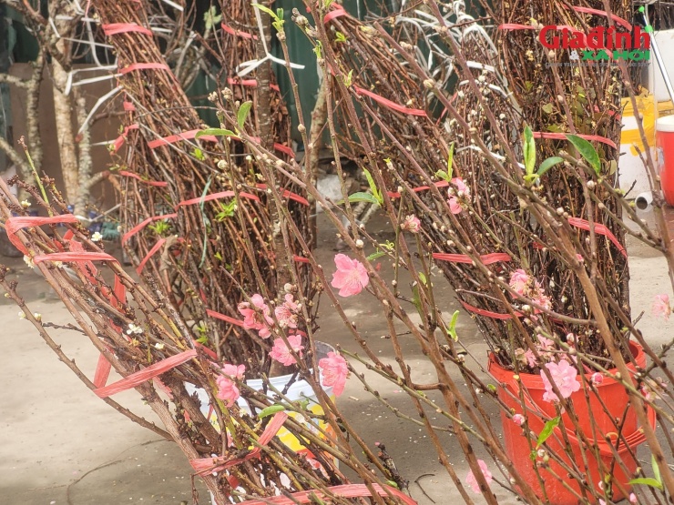 Nhiều người dân cho biết, tùy điều kiện kinh tế và không gian trưng bày mà lựa chọn đào rừng hay đào Nhật Tân.