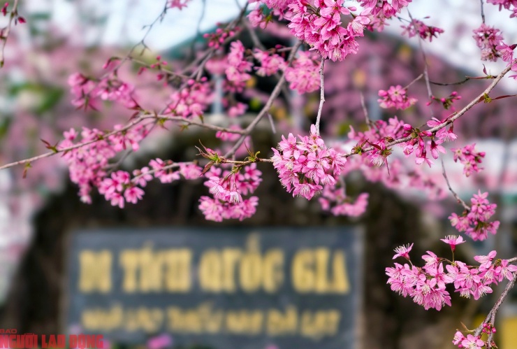 Những ngày cận Tết Nguyên đán Bính Ngọ 2026, Nhà lao Thiếu nhi&nbsp;Đà Lạt trở nên rộn ràng hơn bởi ngoài lượng khách tham quan di tích còn có rất đông người đến ngắm cây mai anh đào lớn đang nở rộ trong khuôn viên.