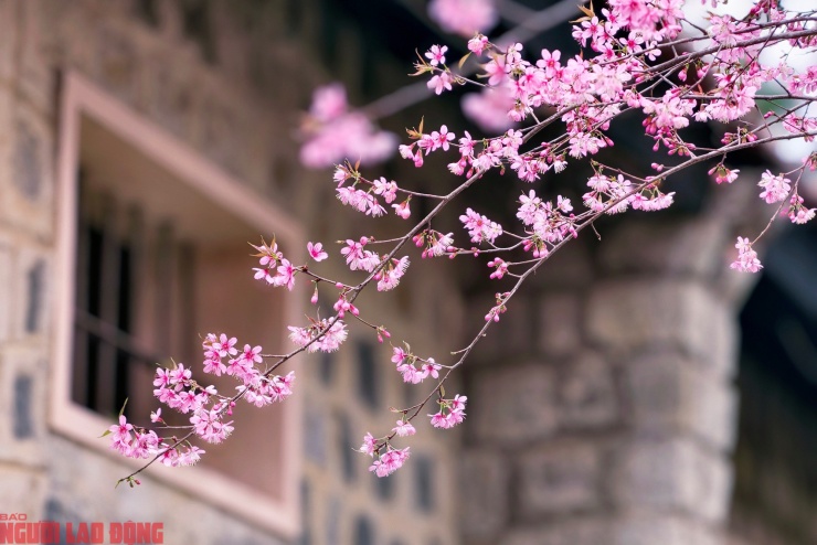 Bên hông Nhà lao Thiếu nhi&nbsp;Đà Lạt còn hàng chục cây mai anh đào khác đang nở, tuy không đẹp bằng cây mai anh đào lớn ở cổng chính nhưng có nhiều góc ảnh đẹp. Tại đây cũng có nhiều thợ chụp ảnh để phục vụ khách đến check-in.