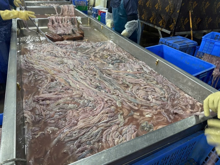 Lòng lợn không rõ nguồn gốc đang được sơ chế.