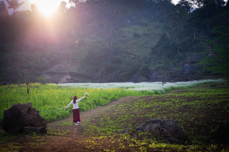 Cánh đồng cải nên thơ trong nắng chiều hoàng hôn