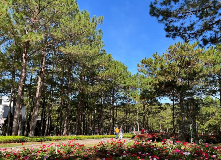 Khí hậu mát mẻ tại Đà Lạt là lợi thế hút khách tránh nóng vào mùa hè. Ảnh: Terracotta Hotel & Resort Đà Lạt