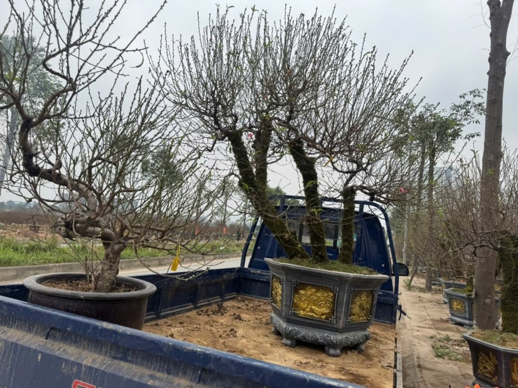 Nguồn cung đào tăng mạnh, thị trường Tết bước vào cao điểm - 2