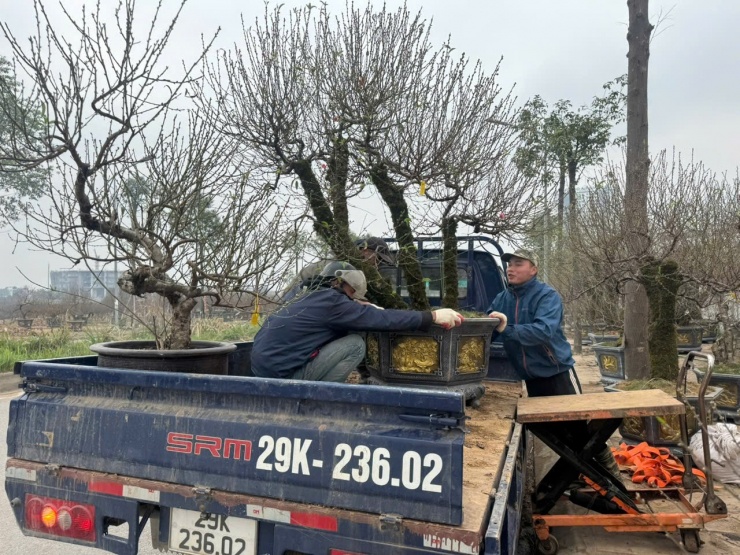 Nguồn cung đào tăng mạnh, thị trường Tết bước vào cao điểm - 1