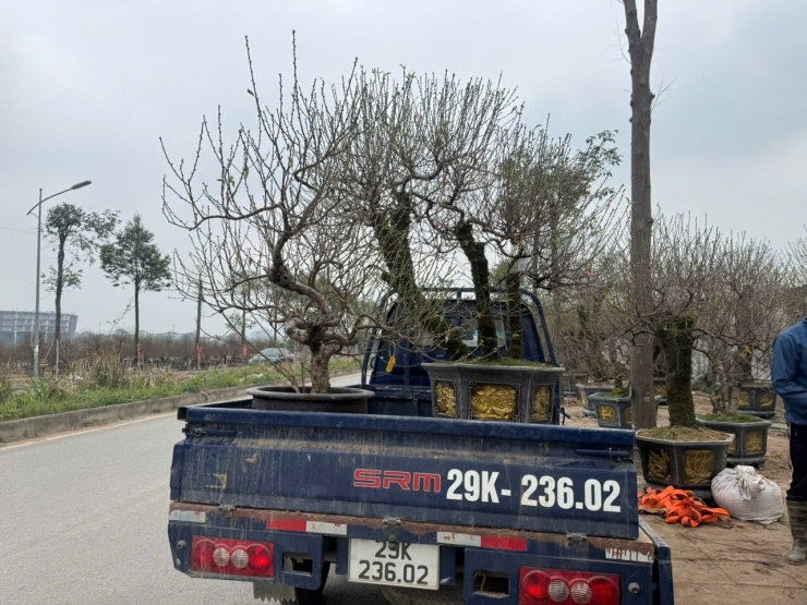 Đào thế, đào cổ thụ, đào thông thường là lựa chọn ưu tiên của nhiều công ty, doanh nghiệp để trưng bày tại các sảnh lớn.