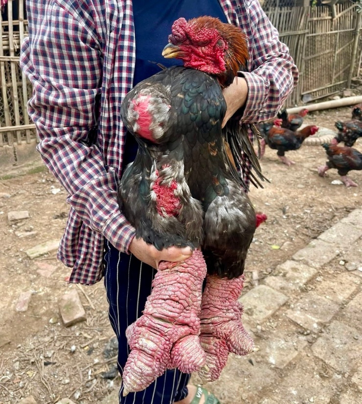 Giá gà Đông Tảo phụ thuộc vào kích thước chân, dáng đầu, bộ lông, trọng lượng mỗi con.