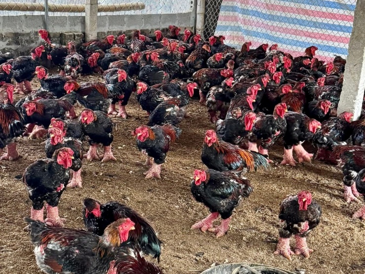 Chuồng nuôi gà Đông Tảo được xử lý chất thải thường xuyên, đảm bảo sạch sẽ để hạn chế dịch bệnh.