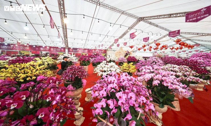 Những ngày cận Tết Nguyên đán, nhiều tuyến phố tại Hà Nội xuất hiện dày đặc các cửa hàng bán hoa lan Đà Lạt.