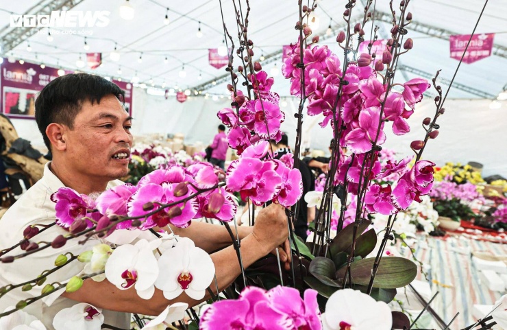 Anh Lâm (quê ở Lào Cai), một thợ cắm hoa lan có nhiều năm kinh nghiệm, cho biết nhóm thợ thường được chia thành hai tổ. “Một tổ chuyên cắm và tạo dáng chậu lan, tổ còn lại phụ trách dựng hoa, di chuyển và các công việc hỗ trợ. Mỗi người một việc để kịp tiến độ vì lượng đơn hàng dịp này tăng nhanh”, anh Lâm nói.