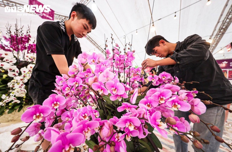 Cắm hoa lan không đơn thuần là đặt cành hoa vào chậu. Người thợ phải cắm từng cành lan qua các lớp xốp để hoa bám chắc vào giá thể, đồng thời tính toán bố cục, hướng cành và độ cao thấp sao cho tổng thể chậu lan hài hòa, bắt mắt.