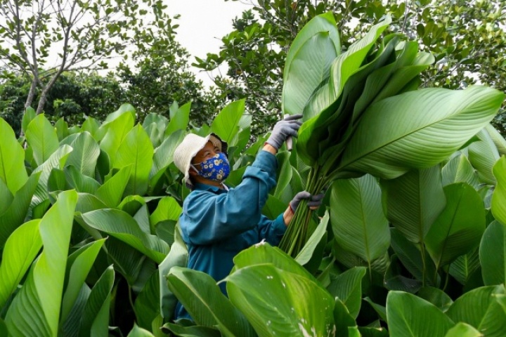 Làng lá dong vào vụ thu hoạch Tết, người trồng 'hái tiền' mỏi tay