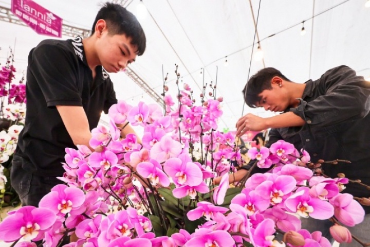 Cắm hoa lan cận Tết, thợ Tây Bắc xuống Hà Nội kiếm tiền triệu mỗi ngày