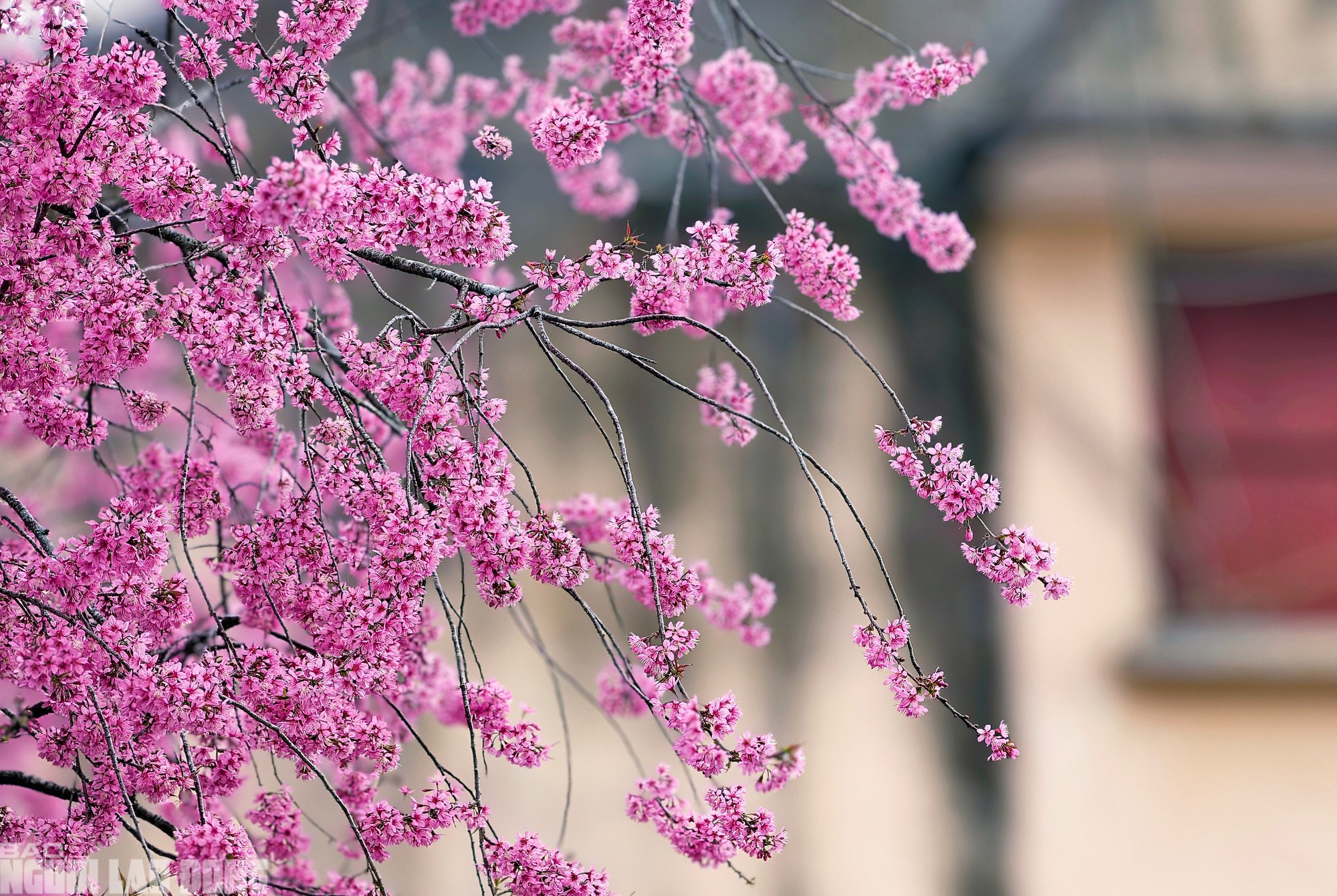 Mai anh đào tại Di tích quốc gia Nhà lao Thiếu nhi Đà Lạt đang trong những ngày nở đẹp nhất, hoa dày từng chùm vươn ra xung quanh, nhuộm hồng một khoảng sân của Nhà lao.