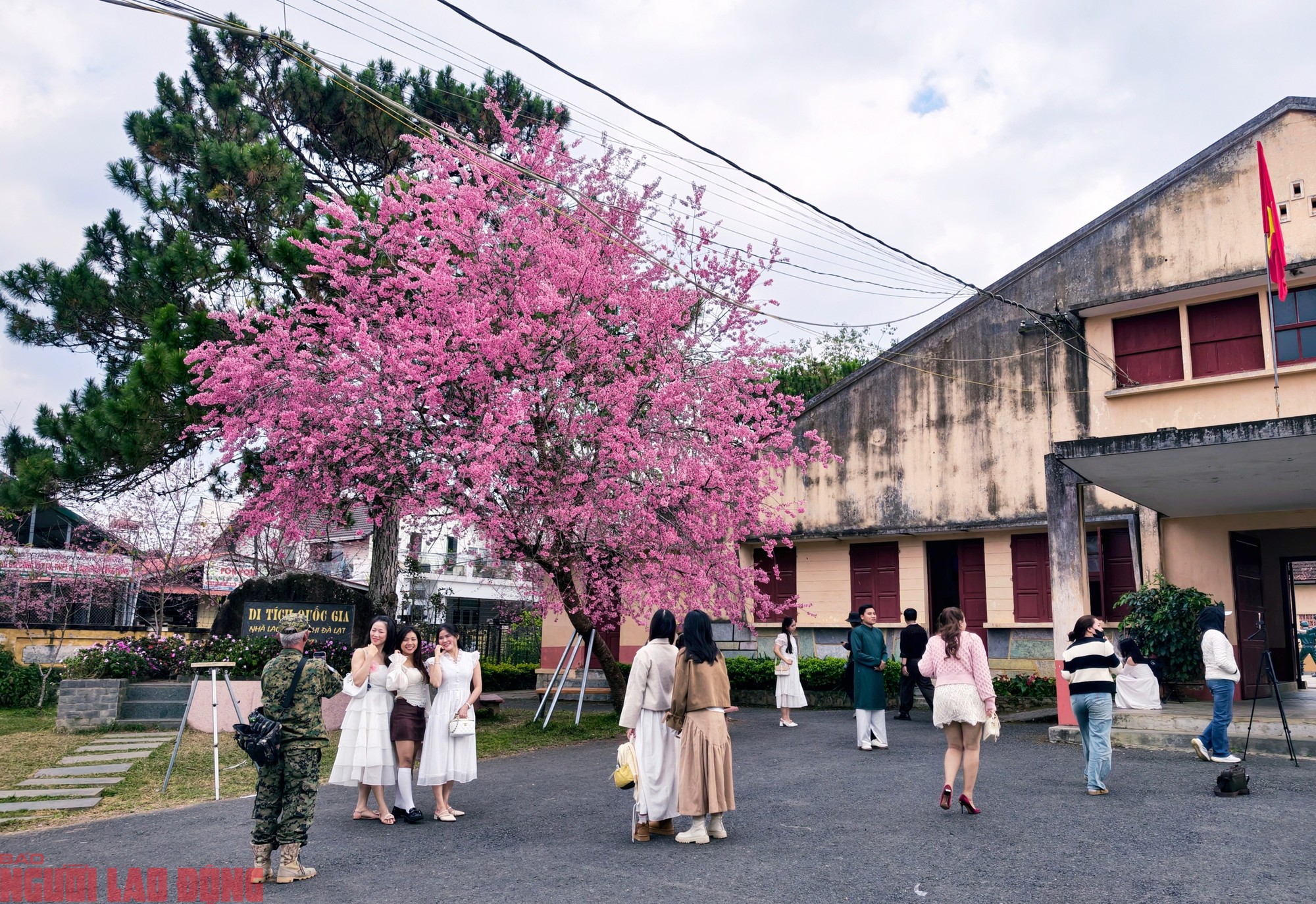 Theo nhân viên tại di tích, trong cả tuần qua, mỗi ngày có hàng trăm người dân và du khách khắp nơi đổ về đây check-in với cây mai anh đào này. Khách đến nơi đây chỉ cần mua vé giá 15.000 đồng/vé, vừa tham quan Di tích quốc gia, vừa thỏa thích chụp ảnh với cây mai anh đào đang "siêu hot" của Đà Lạt.