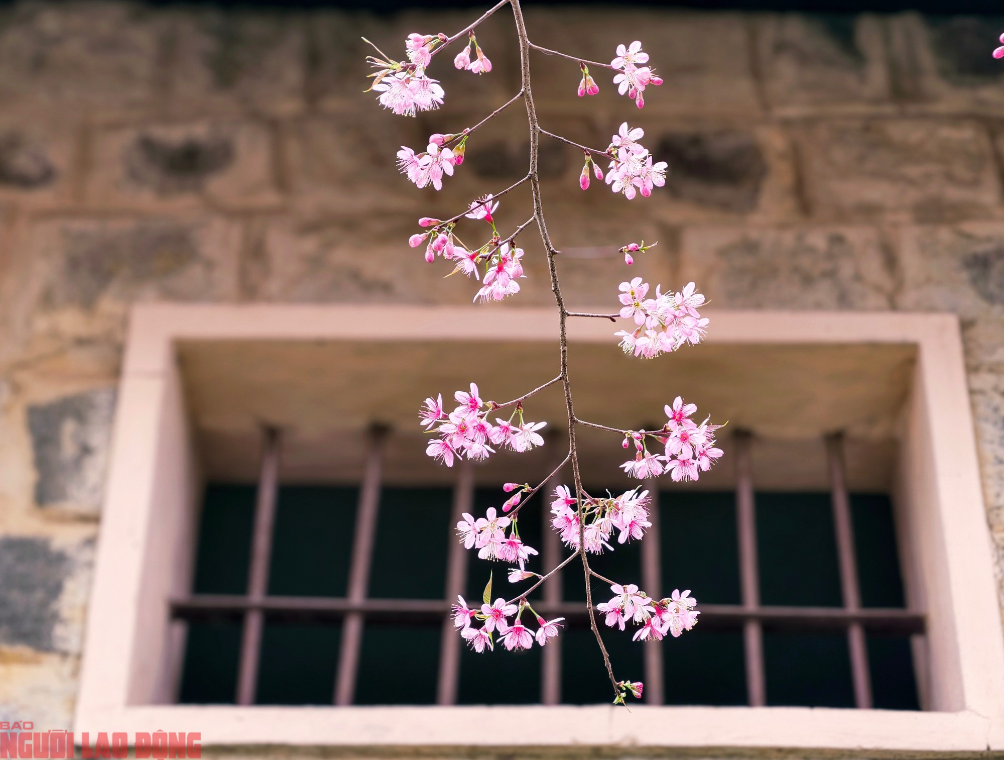 Cây mai anh đào "siêu hot" ở Đà Lạt, hàng trăm người chờ check-in mỗi ngày - 9
