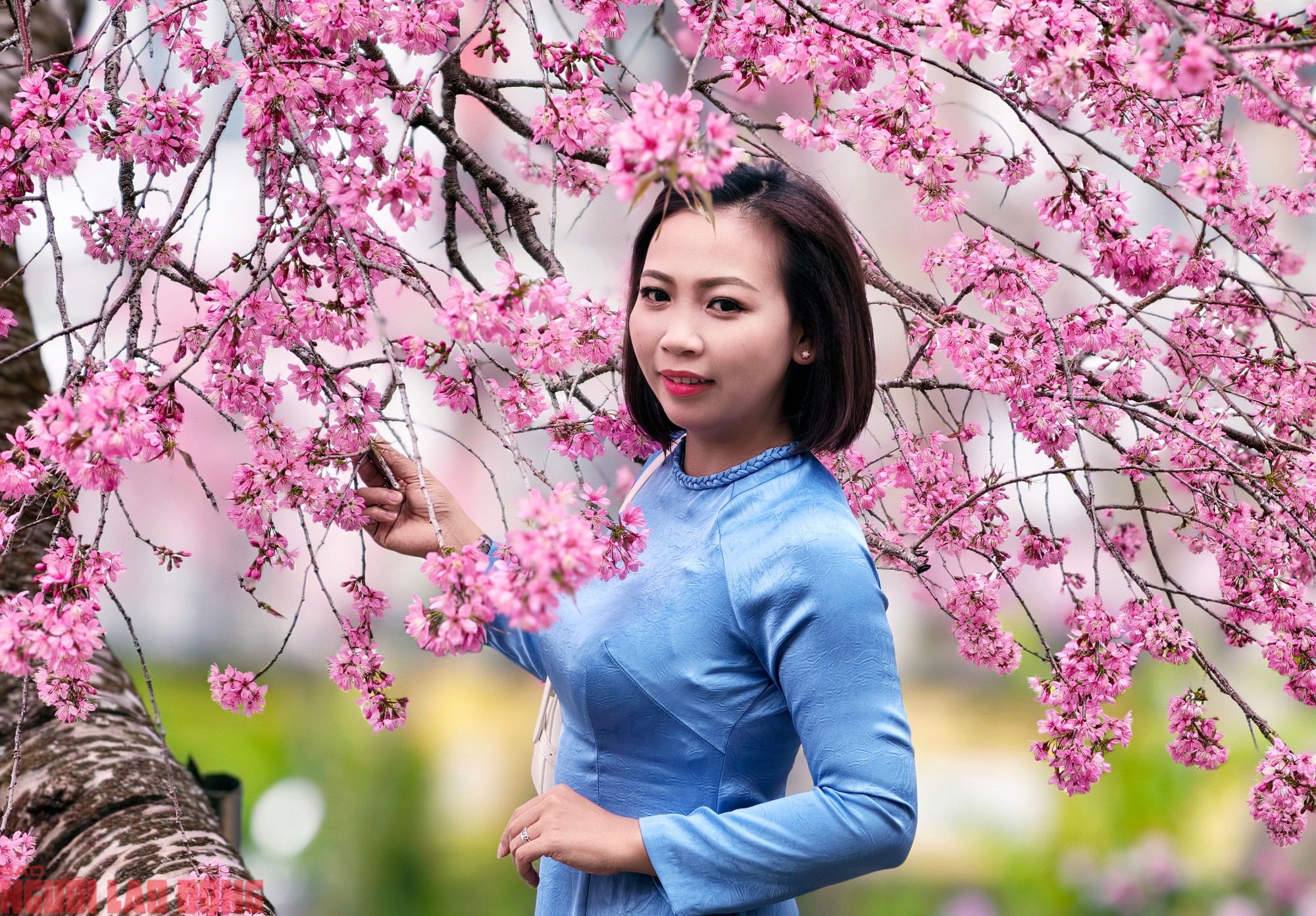Cây mai anh đào "siêu hot" ở Đà Lạt, hàng trăm người chờ check-in mỗi ngày - 13