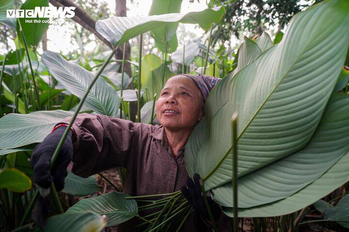 Càng sát Tết, lượng đơn hàng càng tăng cao. Nhiều gia đình phải huy động cả nhà, từ người già đến trẻ nhỏ, cùng tham gia thu hoạch để kịp cung ứng.