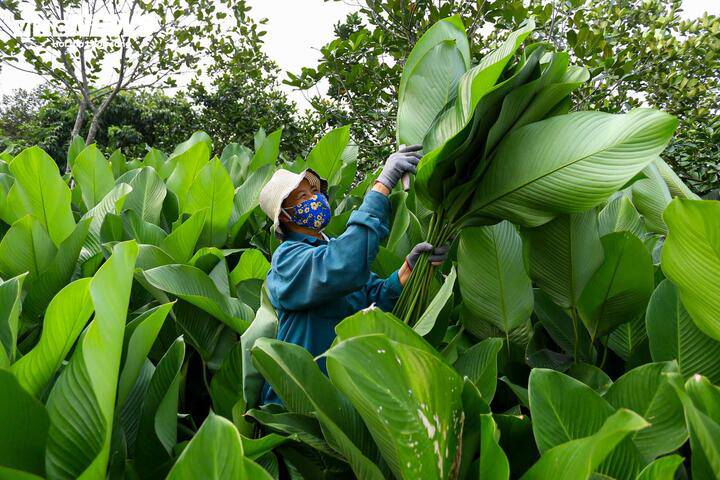 Những ngày này, làng Tràng Cát lúc nào cũng đông người ở vườn để hái lá dong.