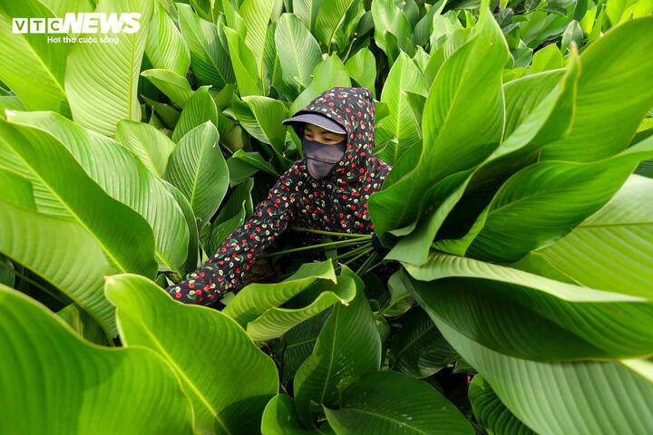 Lá dong Tràng Cát có bản to, dày, đẹp. Người dân nơi đây chỉ trồng loại lá dong nếp vì khi gói, nấu bánh chưng cho màu xanh đẹp, hương vị ngon hơn; còn lá dong tẻ dễ khiến bánh bị thâm, kém bắt mắt.