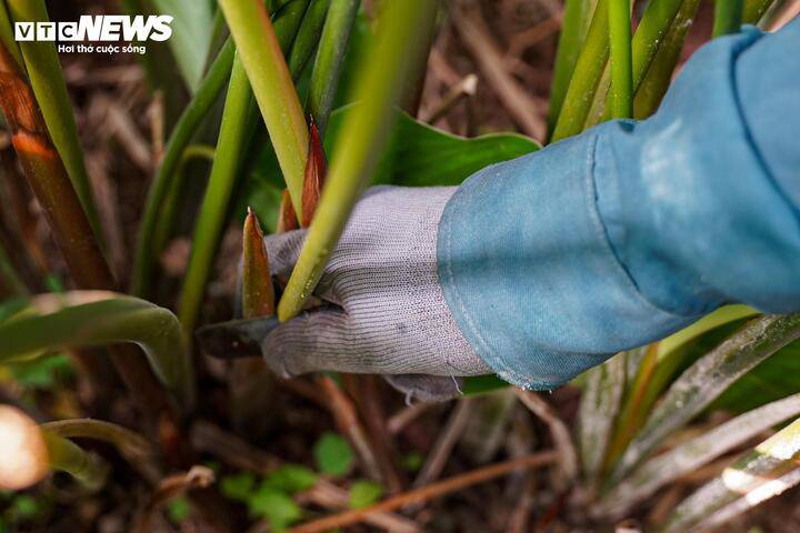 Khi thu hoạch, người dân dùng dao bổ cau cắt sát gốc lá, giúp cây nhanh phục hồi để sau Tết, sang tháng Giêng, lứa lá non tiếp tục sinh trưởng.