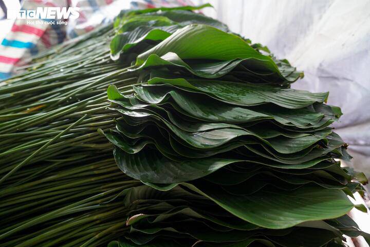 Sau khi cắt xuống, lá dong được phân loại, lau rửa sạch, rồi xếp gọn thành từng bó, sẵn sàng xuất bán ra thị trường.
