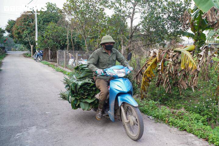 Những chuyến xe chở lá dong nối đuôi nhau rời làng, khiến không khí ở "thủ phủ" lá dong những ngày cận Tết càng thêm nhộn nhịp.