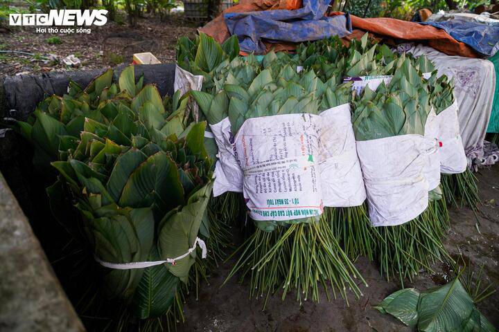 Sau khi được làm sạch, từng bó lá dong được đem ủ nhằm giữ độ tươi và màu xanh trước khi xuất bán ra thị trường.