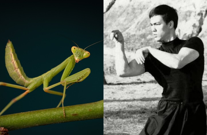 Lý Tiểu Long thể hiện động tác của Đường Lang Quyền