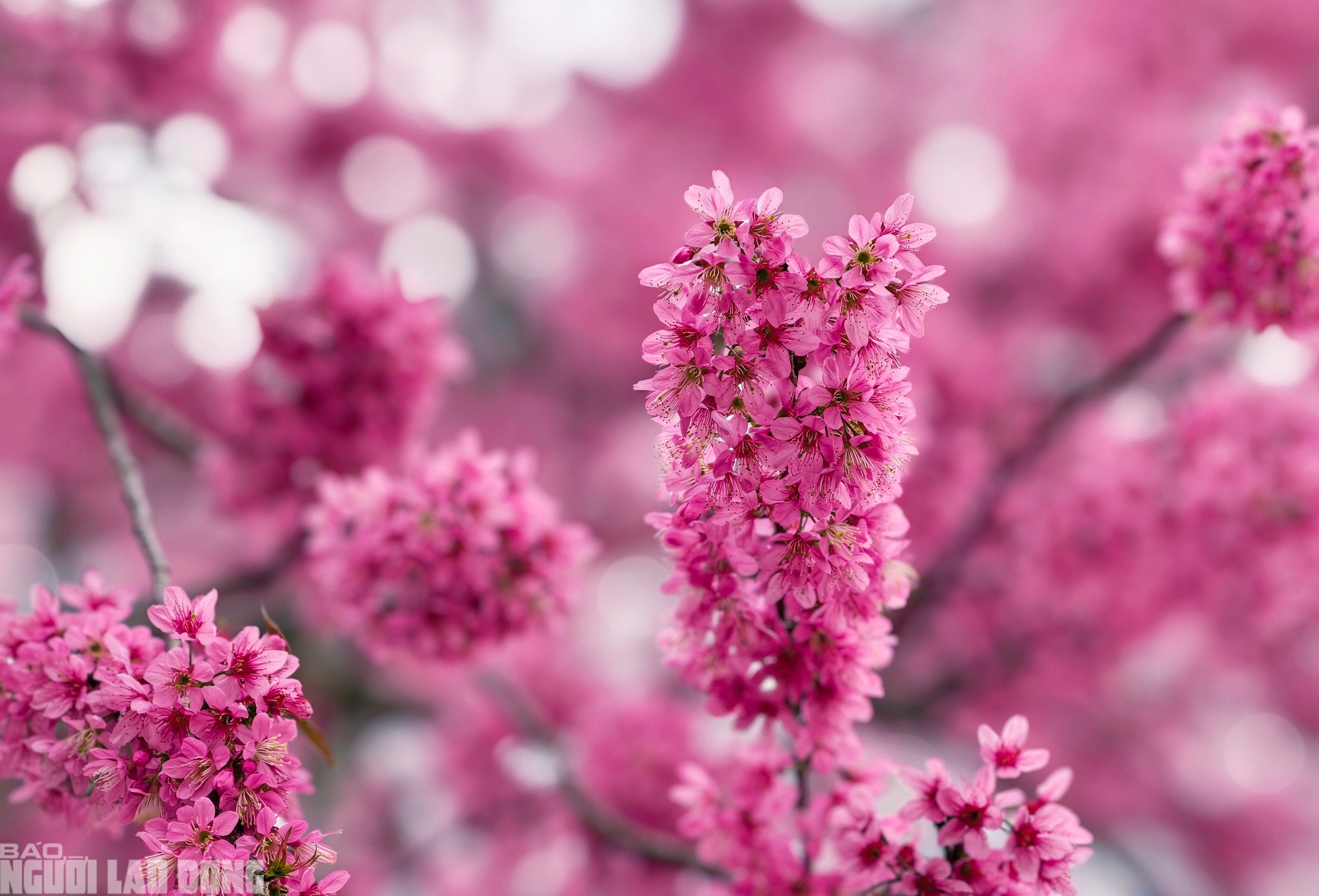 Mai anh đào tại Di tích quốc gia Nhà lao Thiếu nhi Đà Lạt đang trong những ngày nở đẹp nhất, hoa dày từng chùm vươn ra xung quanh, nhuộm hồng một khoảng sân của Nhà lao.