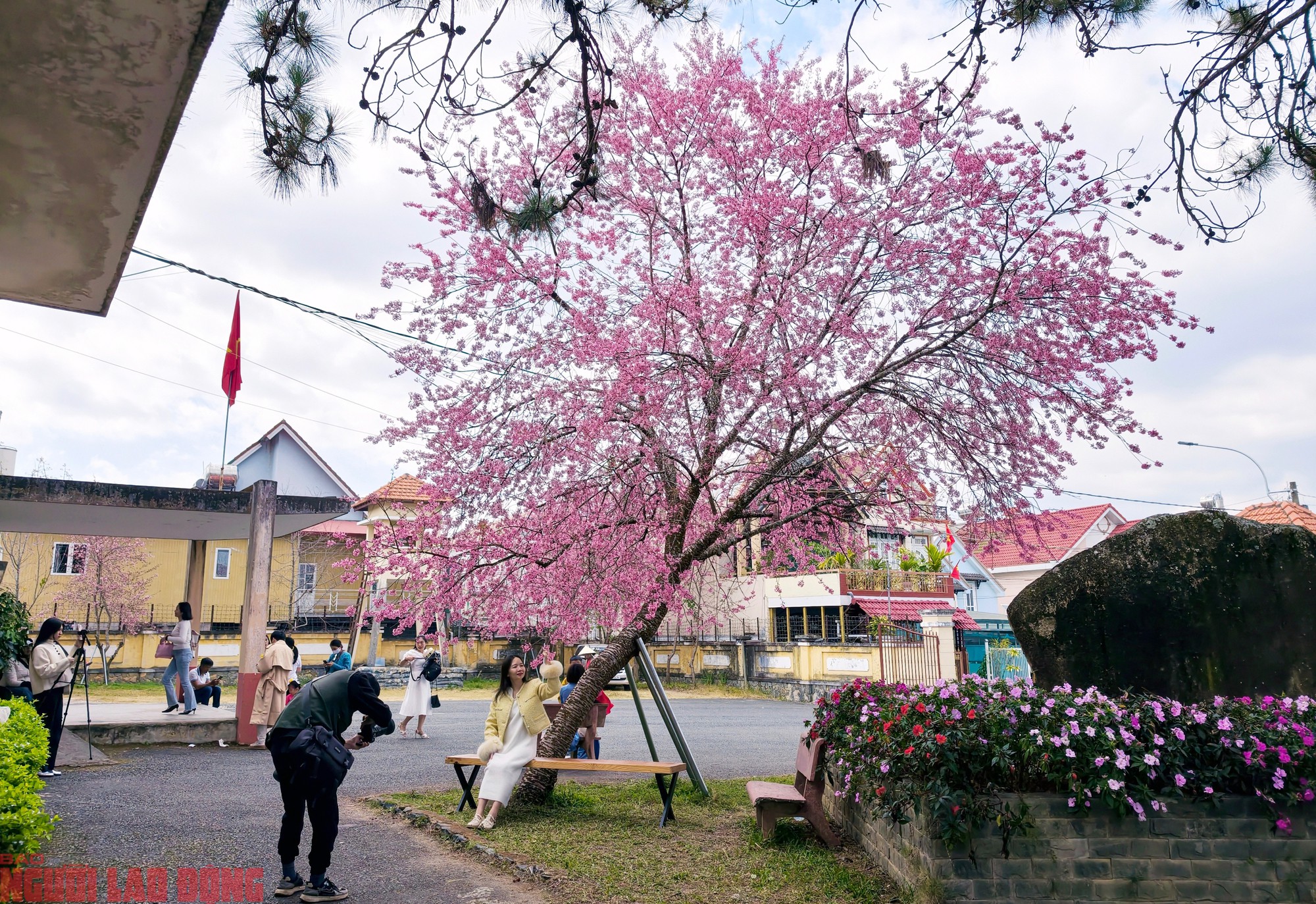 Theo nhân viên tại di tích, trong cả tuần qua, mỗi ngày có hàng trăm người dân và du khách khắp nơi đổ về đây check-in với cây mai anh đào này. Khách đến nơi đây chỉ cần mua vé giá 15.000 đồng/vé, vừa tham quan Di tích quốc gia, vừa thỏa thích chụp ảnh với cây mai anh đào đang "siêu hot" của Đà Lạt.