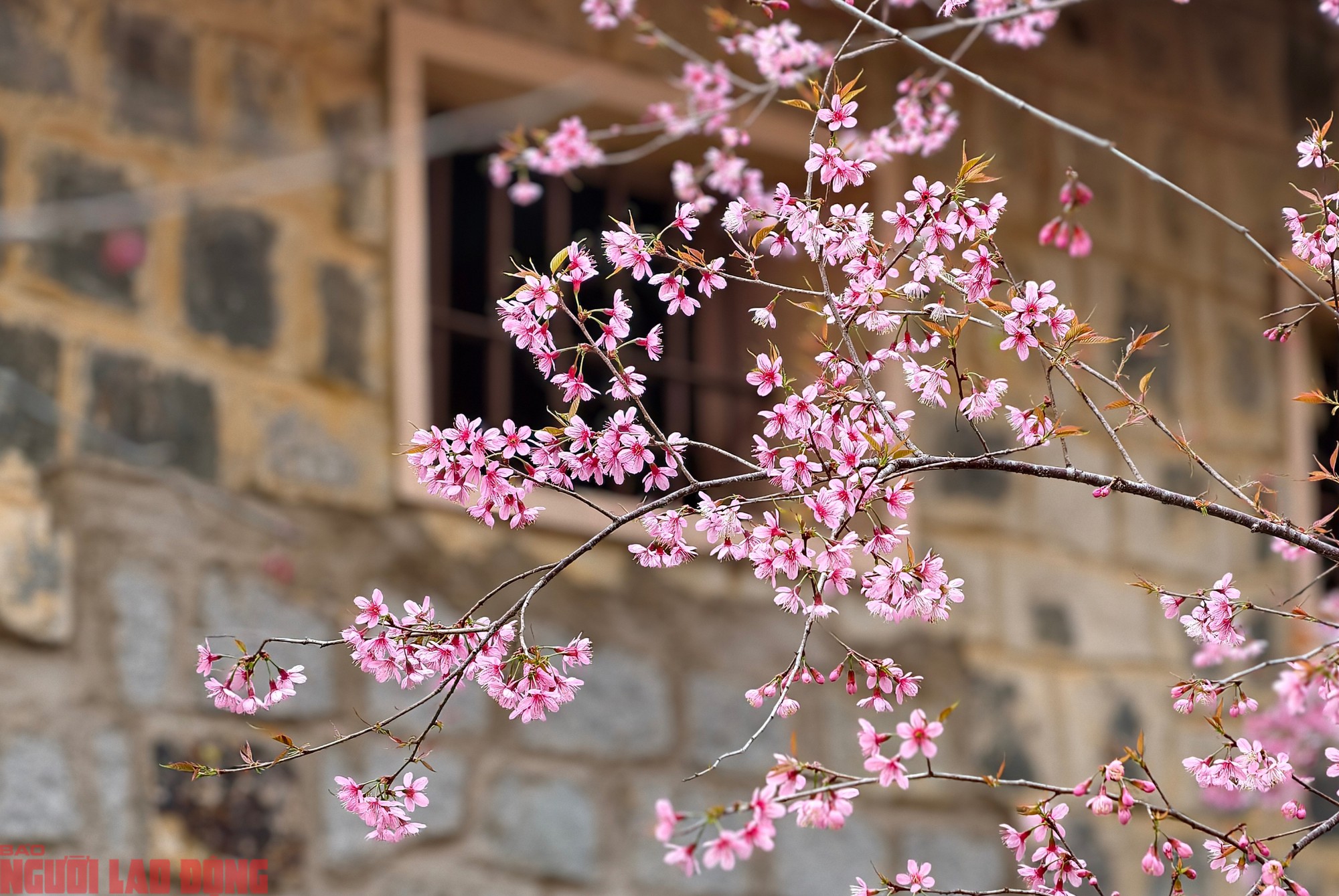 Cây mai anh đào "siêu hot" ở Đà Lạt, hàng trăm người chờ check-in mỗi ngày - 10