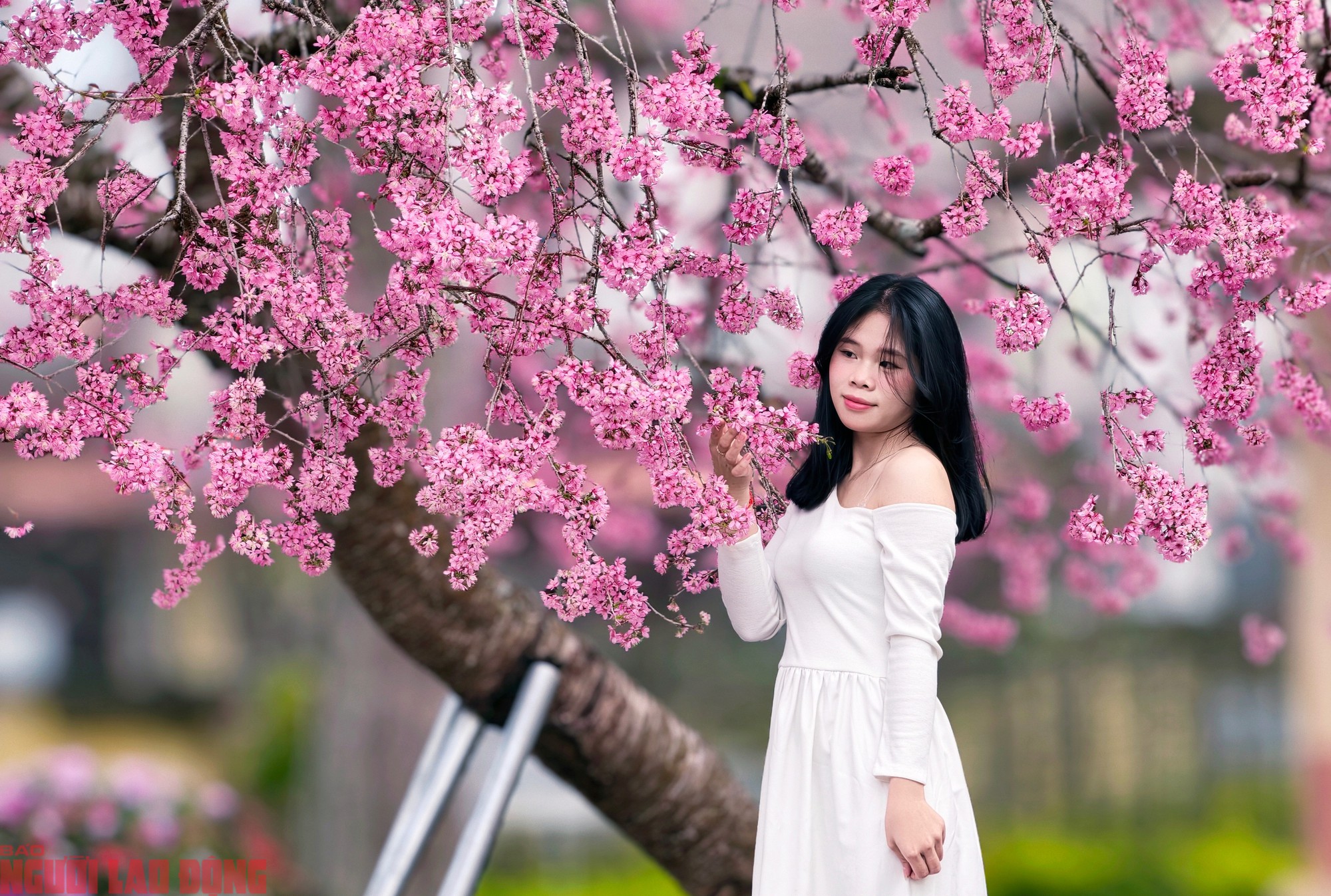 Cây mai anh đào "siêu hot" ở Đà Lạt, hàng trăm người chờ check-in mỗi ngày - 14