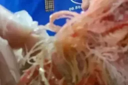 Vụ nghi thịt bẩn vào hàng loạt trường ở TPHCM: 'Hiệu trưởng bủn rủn tay chân'