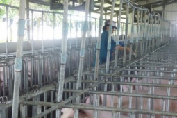 Giá heo hơi hôm nay, 30-1: Bật tăng dữ dội