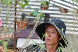 Người trồng đào Tết 'nín thở' canh thời tiết, canh hoa nở