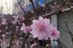 Đào rừng 'xuống phố' Thủ đô ngày cận Tết, giá bán có đắt đỏ khi khởi điểm từ 120.000 đồng/cành?