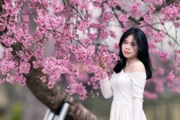 Cây mai anh đào "siêu hot" ở Đà Lạt, hàng trăm người chờ check-in mỗi ngày